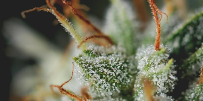Best Dispensary Near Maryville IL For First-Time Buyers