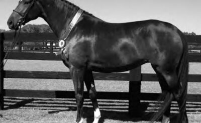A black horse standing in a paddock wearing a ribbon, with wooden fencing in the background.