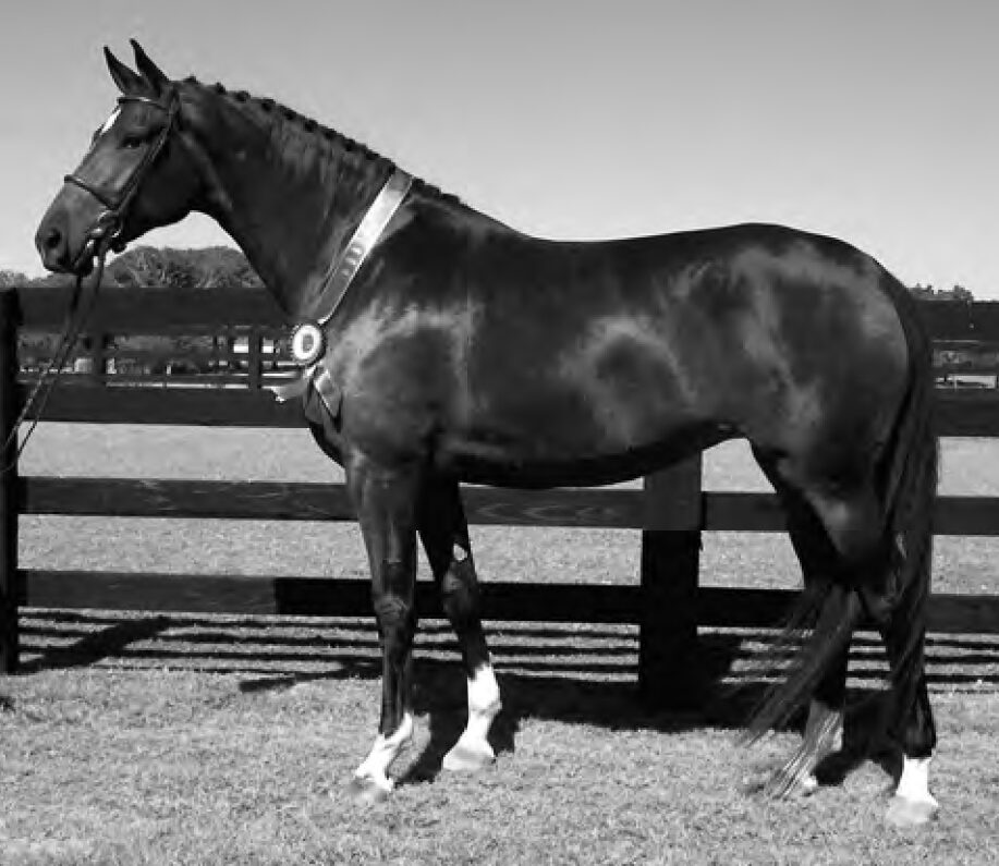 A black horse standing in a paddock wearing a ribbon, with wooden fencing in the background.
