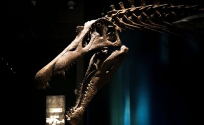 perfectly preserved T. Rex