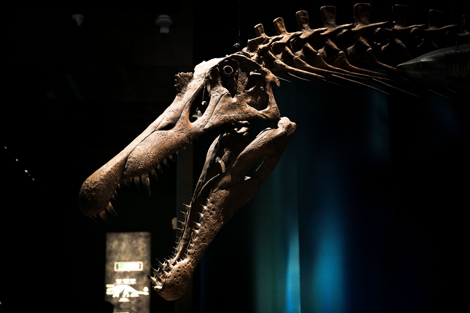 perfectly preserved T. Rex