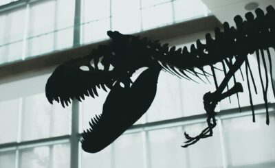 T. Rex trackway