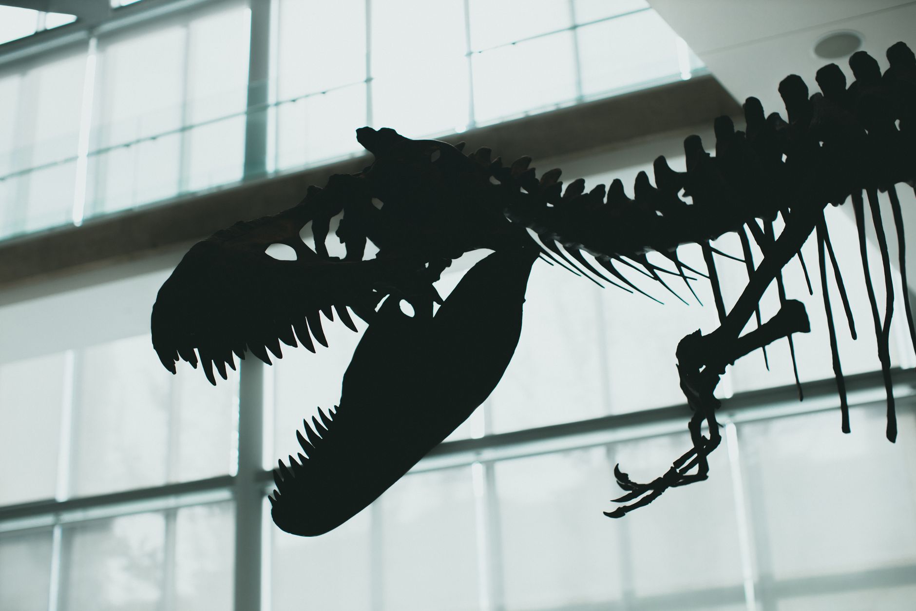 T. Rex trackway
